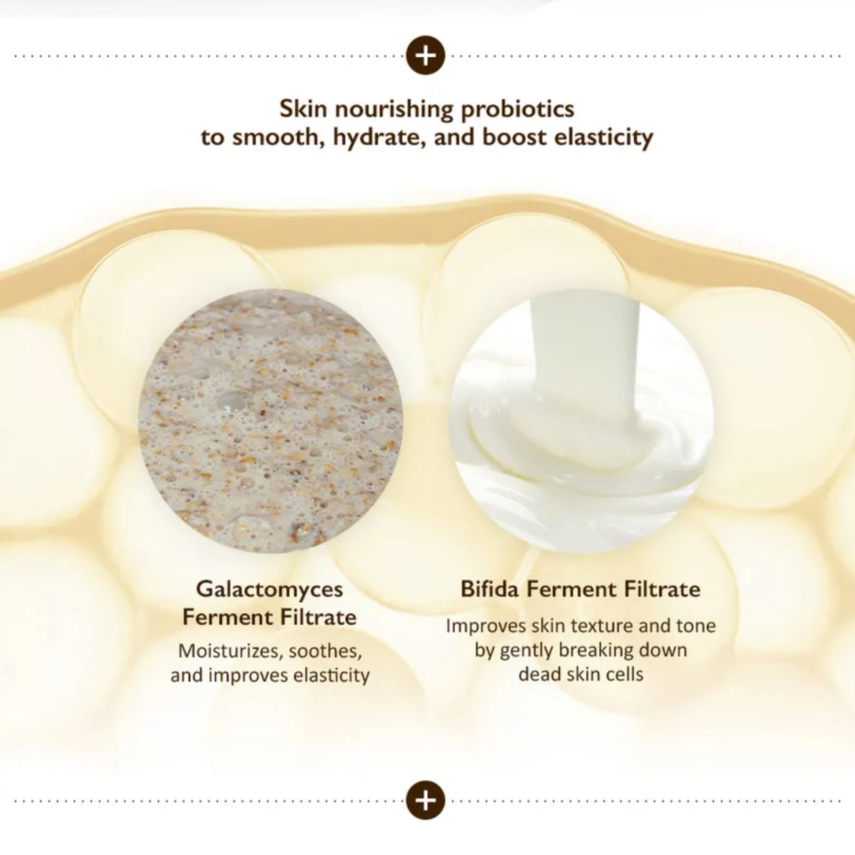 Illustration of skin with probiotic benefits, featuring Galactomyces Ferment Filtrate and Bifida Ferment Filtrate.